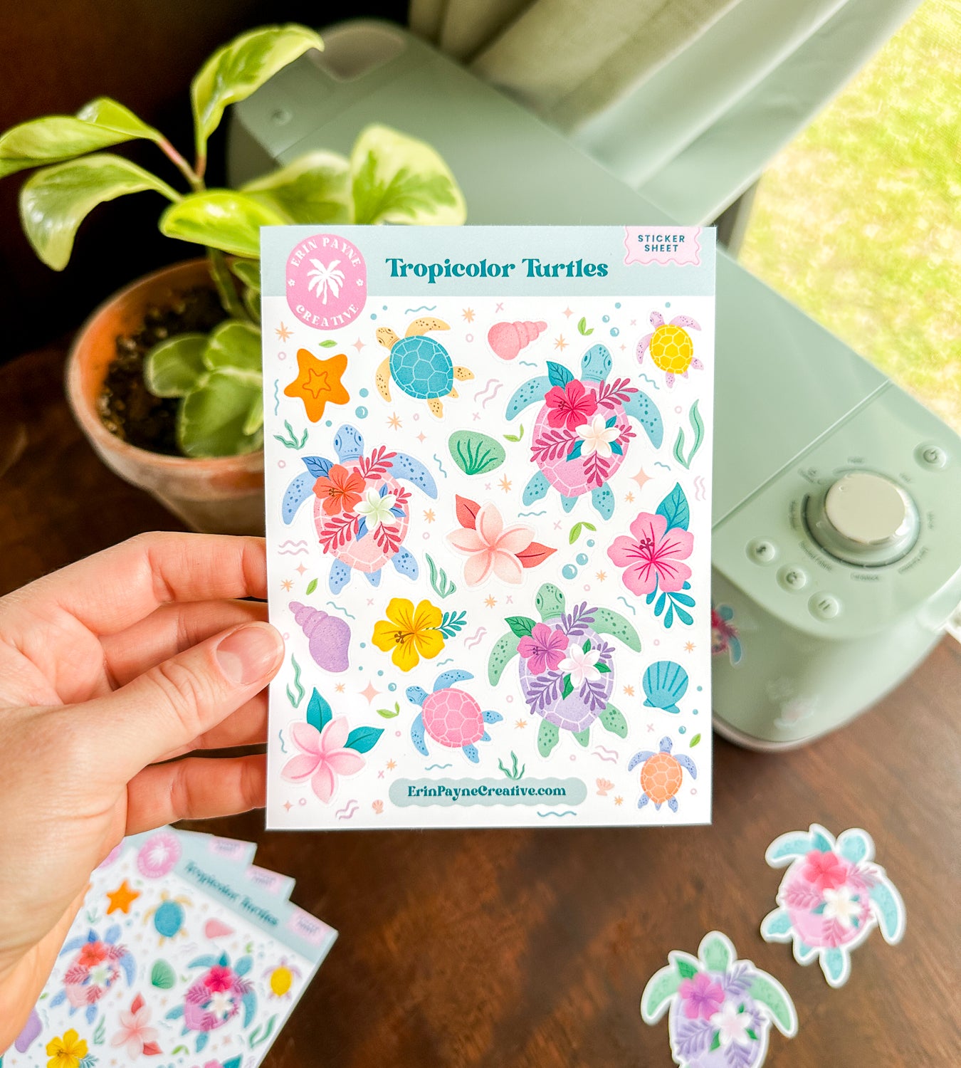 Tropicolor Turtles Bundle Box (Limited Stock!)